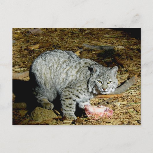 Carte Postale Bobcat... Bearizona (Devant)