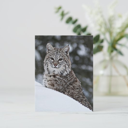 Carte Postale Bobcat dans la neige (Debout devant)