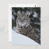 Carte Postale Bobcat dans la neige (Devant / Derrière)