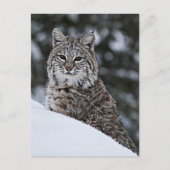 Carte Postale Bobcat dans la neige (Devant)