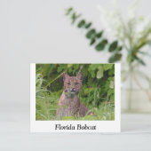Carte Postale Bobcat de Floride (Debout devant)