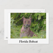 Carte Postale Bobcat de Floride (Devant / Derrière)