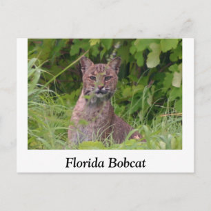 Carte Postale Bobcat de Floride