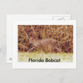 Carte Postale Bobcat de Floride (Devant / Derrière)