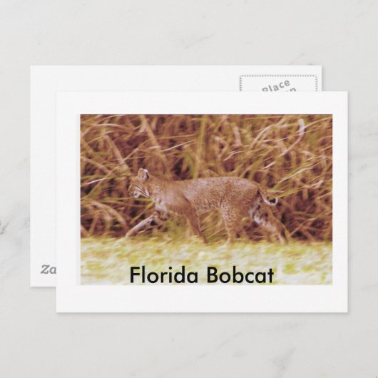 Carte Postale Bobcat de Floride (Devant / Derrière)
