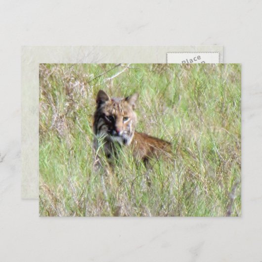 Carte Postale Bobcat de Floride (Devant / Derrière)