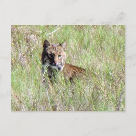 Carte Postale Bobcat de Floride (Devant)
