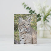 Carte postale Bobcat du désert (Debout devant)