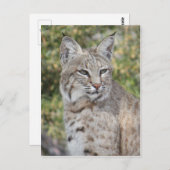 Carte postale Bobcat du désert (Devant / Derrière)