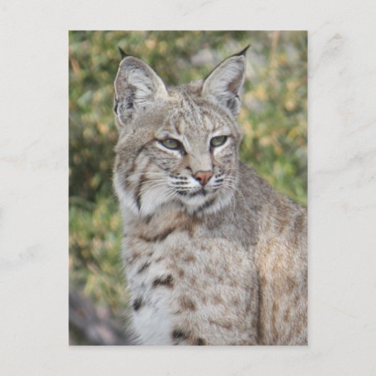 Carte postale Bobcat du désert (Devant)