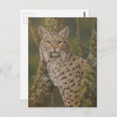 Carte Postale Bobcat "Dusty" (Devant / Derrière)