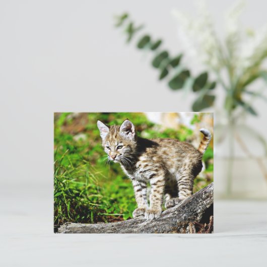 Carte Postale Bobcat Kitten (Debout devant)