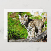 Carte Postale Bobcat Kitten (Devant / Derrière)