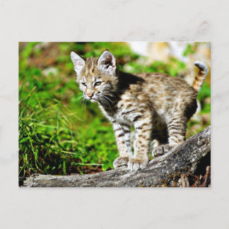 Carte Postale Bobcat Kitten