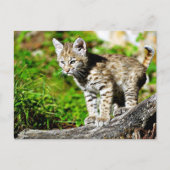 Carte Postale Bobcat Kitten (Devant)