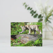 Carte Postale Bobcat Kitten sur la sonde (Debout devant)