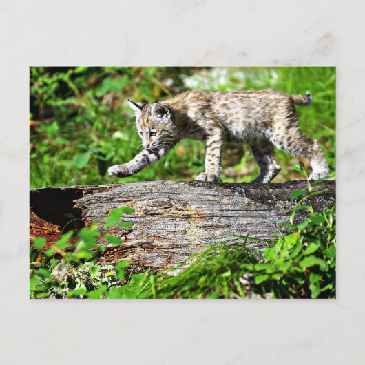 Carte Postale Bobcat Kitten sur la sonde (Devant)