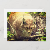 Carte Postale Bobcat Lynx Animaux sauvages (Devant / Derrière)