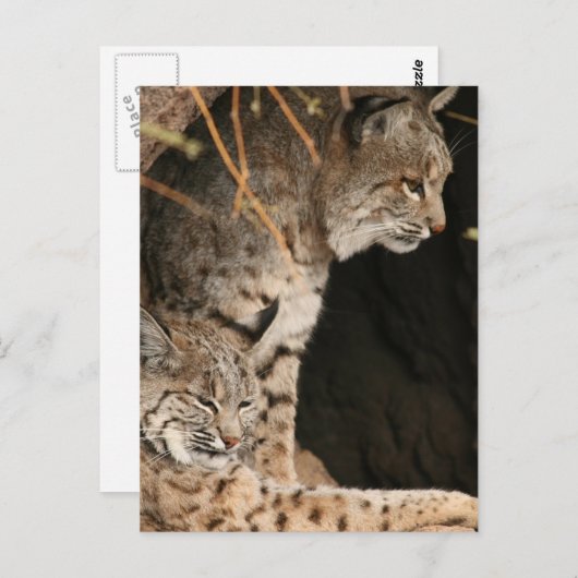 Carte postale Bobcat Photos (Devant / Derrière)