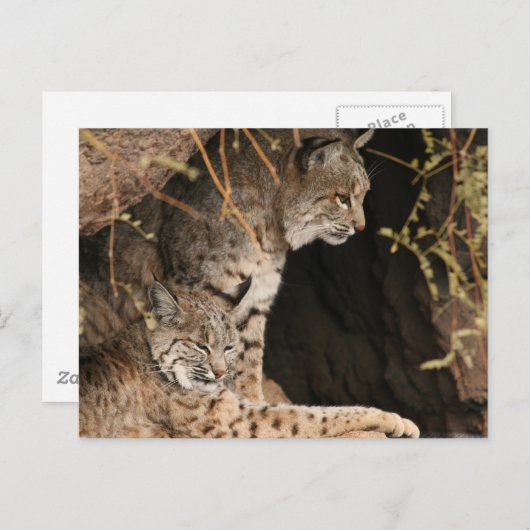 Carte postale Bobcat Photos (Devant / Derrière)