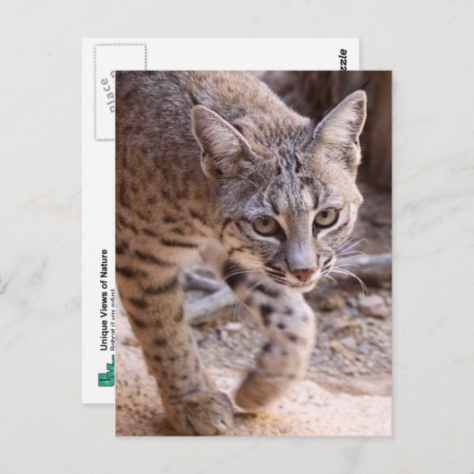 Carte Postale Bobcat simple (Devant / Derrière)