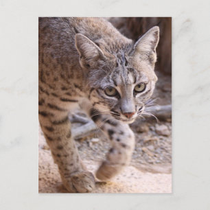 Carte Postale Bobcat simple