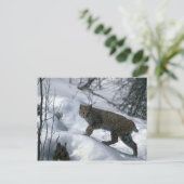 Carte Postale Bobcat sur la neige (Debout devant)