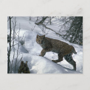 Carte Postale Bobcat sur la neige