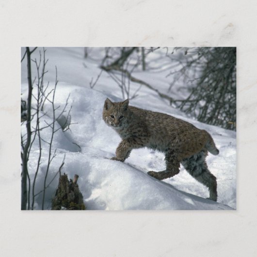 Carte Postale Bobcat sur la neige (Devant)