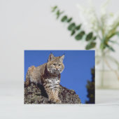 Carte Postale Bobcat surligné (Debout devant)