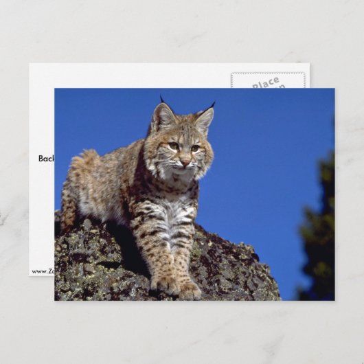 Carte Postale Bobcat surligné (Devant / Derrière)