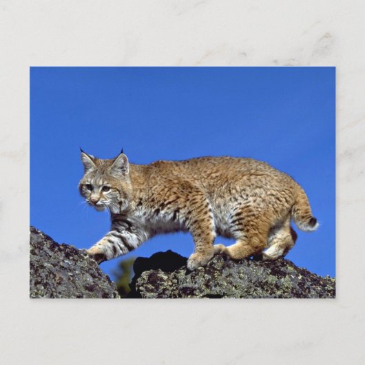 Carte Postale Bobcat surligné (Devant)