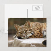 Carte Postale BobcatBCR018 (Devant / Derrière)