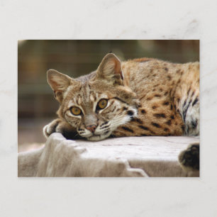 Carte Postale BobcatBCR018