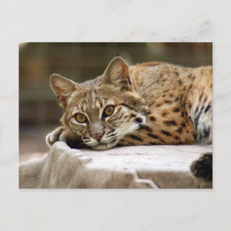 Carte Postale BobcatBCR018