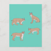 Carte Postale Bobcats (Devant)