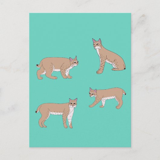Carte Postale Bobcats (Devant)