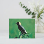 Carte Postale Bobolink (Debout devant)