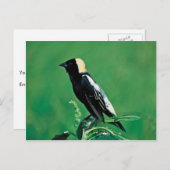 Carte Postale Bobolink (Devant / Derrière)