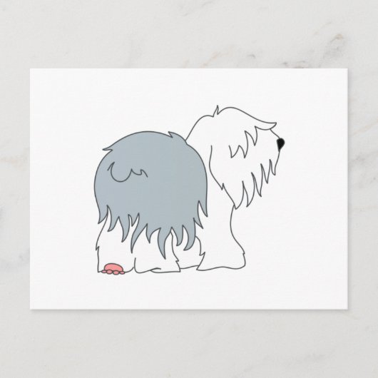 Carte Postale Bobtail Sheepdog (Devant)