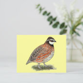 Carte Postale Bobwhite Quail (Debout devant)