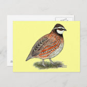 Carte Postale Bobwhite Quail (Devant / Derrière)