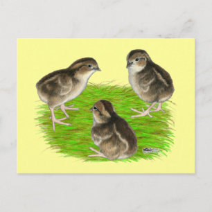 Carte Postale Bobwhite Quail