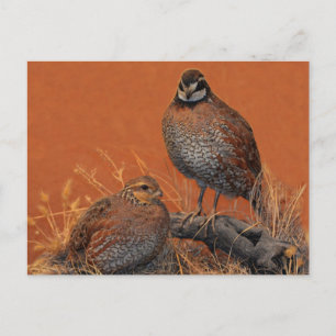 Carte Postale Bobwhite Quail (Géorgie, Missouri et Tennessee)