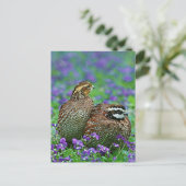 Carte Postale Bobwhite Quail Photographie (Debout devant)