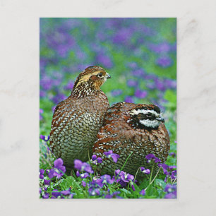 Carte Postale Bobwhite Quail Photographie