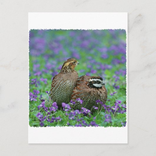 Carte Postale Bobwhite Quail Photographie (Devant)