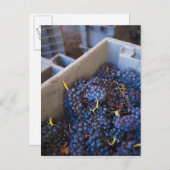 Carte Postale Bodega Marques de Riscal (Devant / Derrière)