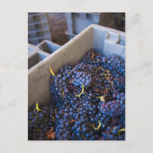 Carte Postale Bodega Marques de Riscal