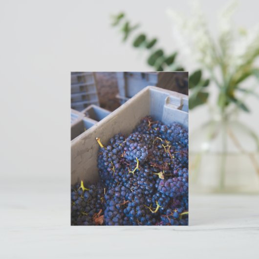 Carte Postale Bodega Marques de Riscal (Debout devant)